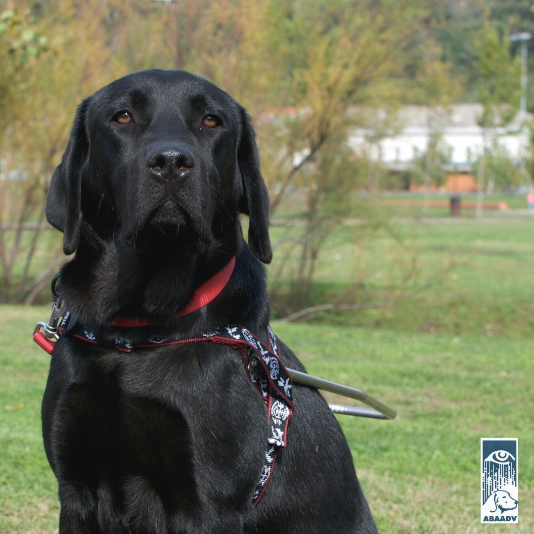  Cão-guia de pelagem preta, sentado num espaço exterior com relva e árvores ao fundo. O cão usa um peitoral de cão-guia com arnês rígido e coleira vermelha. No canto inferior direito da imagem encontra se o logótipo da ABAADV. Black-coated guide dog, sitting in an outdoor space with grass and trees in the background. The dog wears a guide dog breastplate with rigid harness and red collar. At the bottom right of the image is the ABAADV logo. 