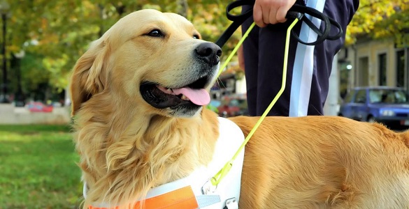 Cão-guia em trabalho